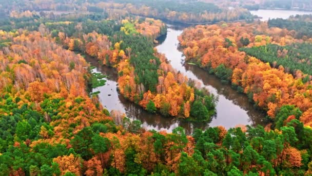 Jesienny las i zakrzywiona rzeka jesienią, widok z powietrza — Wideo stockowe