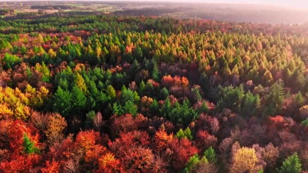 Vliegen boven het rode bos in het najaar, Polen — Stockvideo