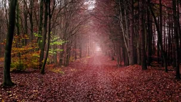 Voetpad door mistig herfstbos, vanuit de lucht — Stockvideo