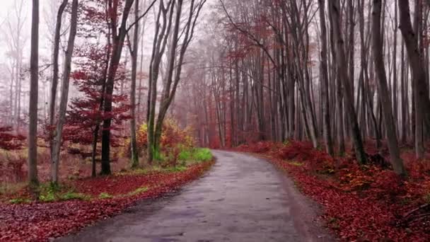 Туманна асфальтова дорога через осінній ліс, вид з повітря — стокове відео