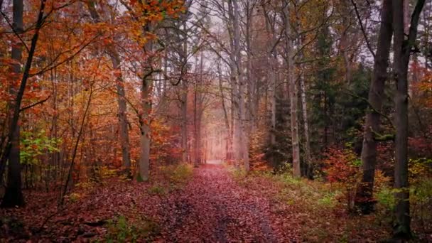 Pista forestal brumosa en otoño, vista aérea de Polonia — Vídeos de Stock