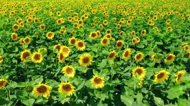 Luftaufnahme des blühenden Sonnenblumenfeldes im Sommer — Stockvideo
