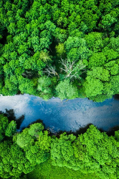 Зеленый Лес Голубая Река Природном Парке Тухола Вид Воздуха — стоковое фото