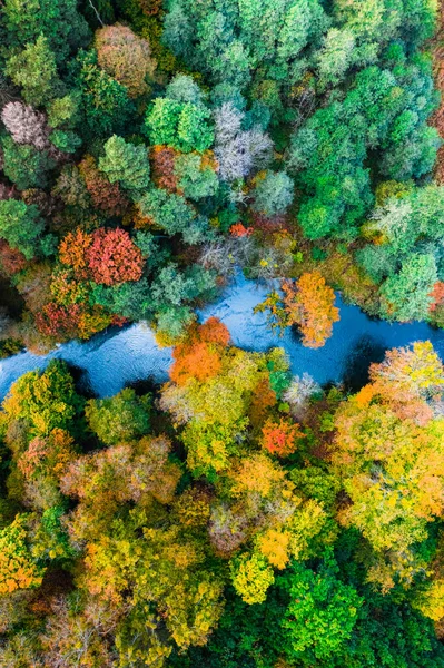 Rivier Kleurrijk Bos Herfst Uitzicht Van Boven Polen — Stockfoto