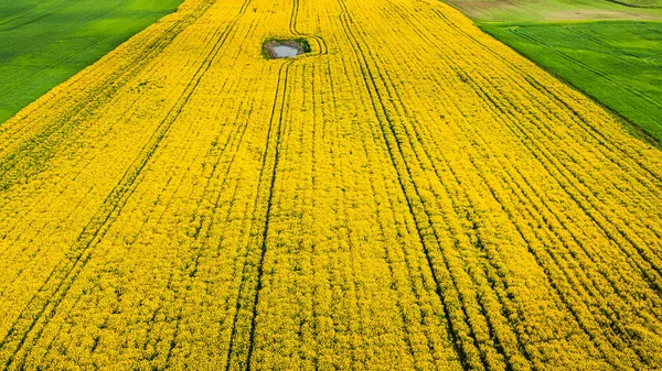 Campos Colza Amarelos Florescentes Primavera Vista Aérea Polônia — Fotografia de Stock