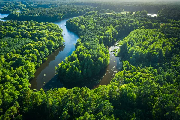 Atemberaubend Geschwungener Fluss Entlang Der Wälder Sommer Bei Sonnenaufgang Polen — Stockfoto