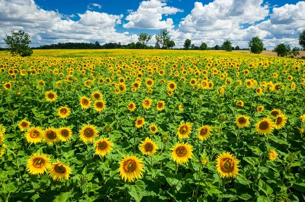 Closeup Sunflower Field Summer Poland Europe — Stock Photo, Image