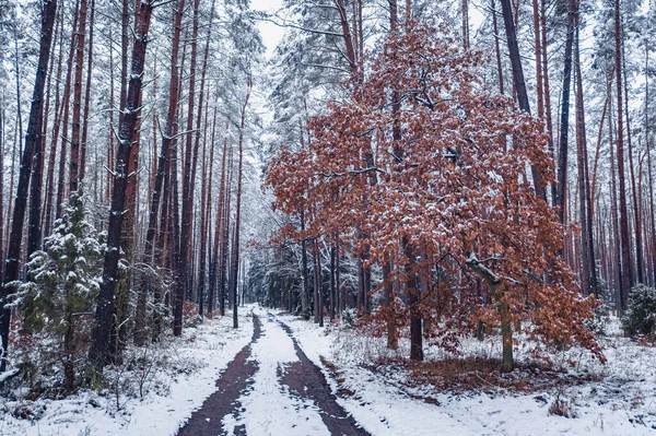 Winter View Snowy Frozen Forest Country Road Poland Europe — Stock Photo, Image