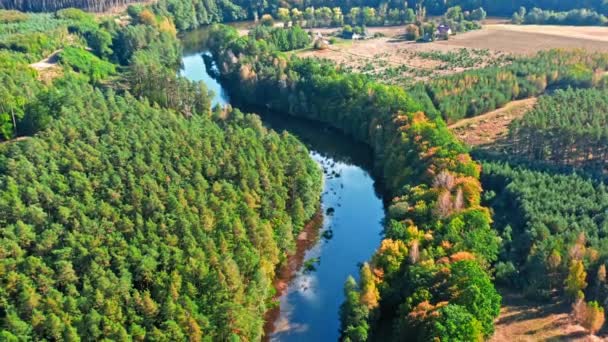 Widok z lotu ptaka na rzekę i las, Polska — Wideo stockowe