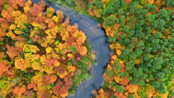 Kleine rivier en kleurrijk bos in de herfst, uitzicht vanuit de lucht — Stockvideo