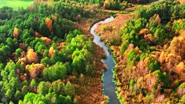 Efterårsskov og flod ved solnedgang, luftudsigt – Stock-video