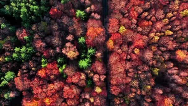 Blick von oben auf Straße und braunen Herbstwald, Polen — Stockvideo