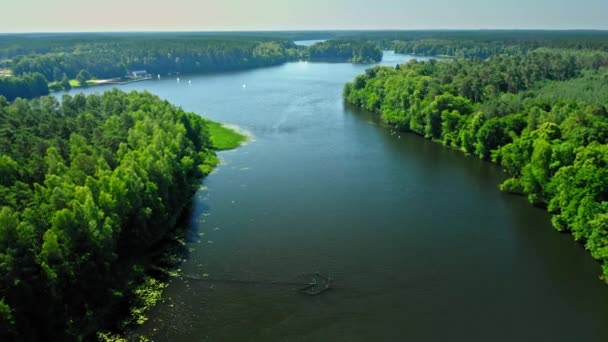 Fiume tra foreste verdi, veduta aerea della Polonia — Video Stock