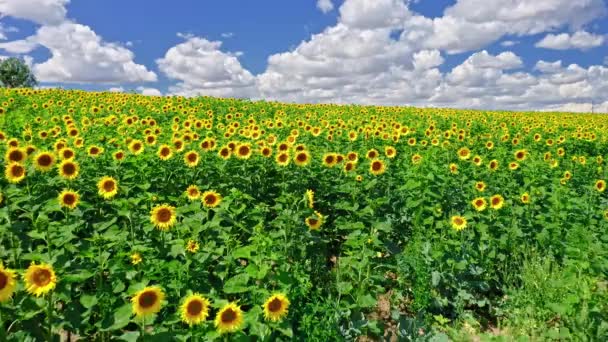 Соняшникове поле влітку, сільське господарство в Польщі — стокове відео