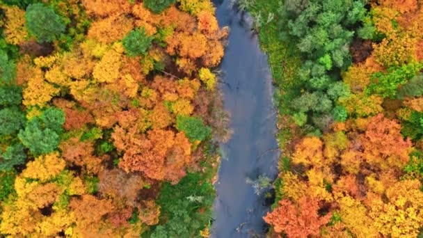 Jesienny las i rzeka, widok z powietrza na przyrodę w Polsce — Wideo stockowe