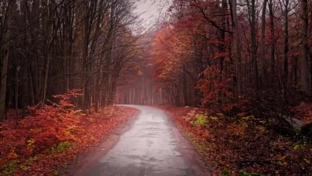 Mglista droga przez las jesienny asfaltu, widok z lotu ptaka — Wideo stockowe