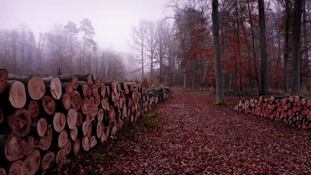 Wycięte drzewa w jesiennym mglistym lesie, Polska — Wideo stockowe