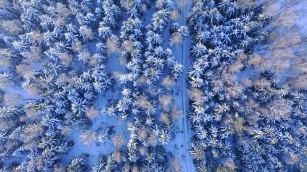Veduta aerea della strada di campagna attraverso la foresta innevata, Polonia — Video Stock