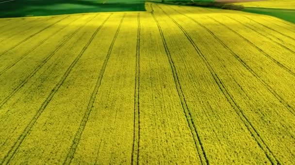 Agricultura en Polonia. Campo de violación amarillo en primavera, vista aérea — Vídeos de Stock