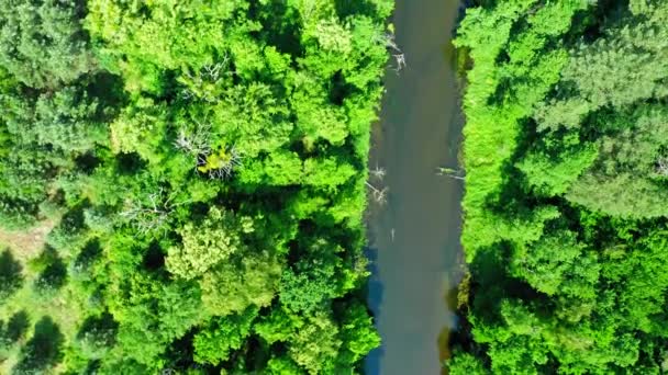 Зеленый лес и река летом. Вид с воздуха на дикую природу — стоковое видео