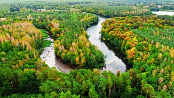 Älv och skog på hösten. Flygfoto över vilda djur, Polen. — Stockvideo