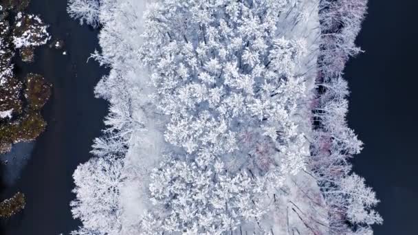 Fiume invernale e foresta innevata. Veduta aerea della fauna selvatica, Polonia — Video Stock