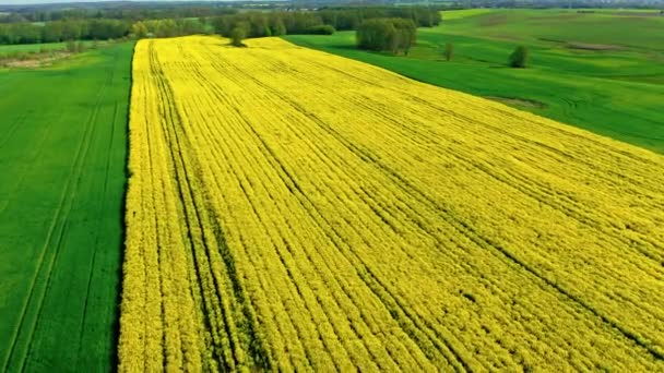 Campi di stupro gialli in primavera. Agricoltura in Polonia. Vista aerea — Video Stock