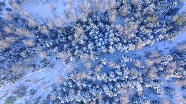 Camino a través del bosque nevado. Transporte en invierno. Vista aérea — Vídeos de Stock