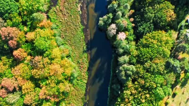 Річка і ліс. Повітряний вид дикої природи в Польщі — стокове відео