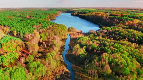 Kleiner See und Wald im Herbst. Luftaufnahme der Tierwelt — Stockvideo