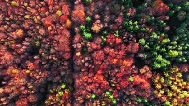 Wald und Straße. Reisen im Herbst. Reise im Herbst — Stockvideo
