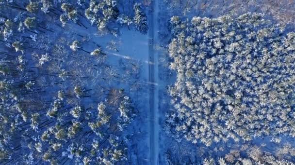 Bosque nevado en invierno. Vista aérea de la vida silvestre en Polonia — Vídeo de stock