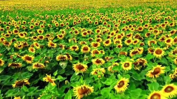 Bloeiende zonnebloemenveld. Landbouw in Polen. Luchtfoto van de natuur — Stockvideo