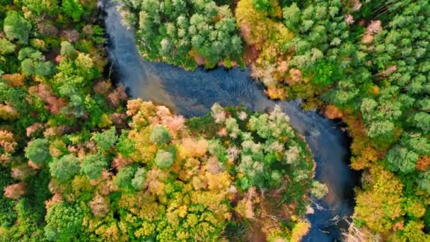 秋の川と森。ポーランドにおける野生動物の空中ビュー — ストック動画