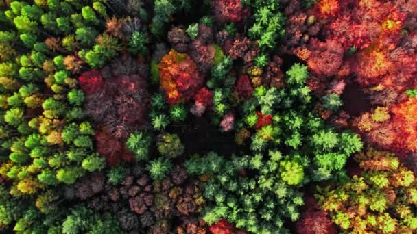 Буковые леса осенью. Вид с воздуха на дикую природу в Польше. — стоковое видео