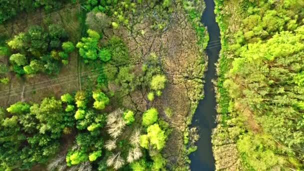 Zöld erdő és folyó. Légi kilátás vadon élő állatok Lengyelországban — Stock videók