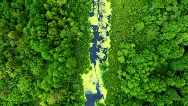 Zöld erdő és folyó tavasszal. A vadon élő állatok légi rálátása — Stock videók