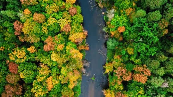 Kleurrijk bos en rivier in de herfst. Luchtfoto van wilde dieren. — Stockvideo