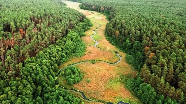 Kurvig flod på hösten. Flygfoto över vilda djur, Polen — Stockvideo