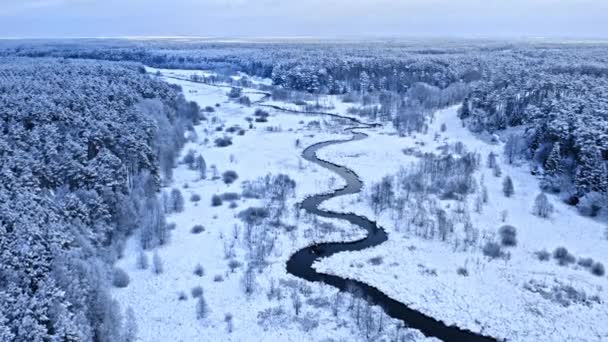 Kış mevsiminde kıvrımlı nehir. Polonya 'daki yaban hayatının havadan görünüşü — Stok video