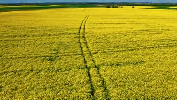 Traktorspuren auf gelben Rapsfeldern. Landwirtschaft in Polen. — Stockvideo