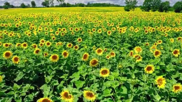 Zonnebloemenveld in de zomer. Landbouw in Polen. Productie van zonnebloemolie. — Stockvideo