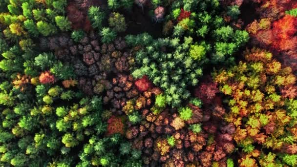 Forêt d'automne rouge. Forêt tropicale polonaise. Vue aérienne de la faune sauvage, Pologne. — Video