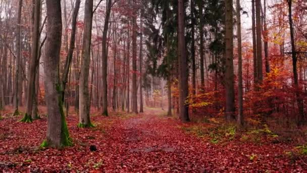 Herfst voetpad door het bos. Luchtfoto van wilde dieren, Polen — Stockvideo