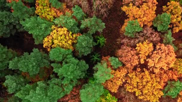 Forêt d'automne colorée. Vue aérienne de la faune sauvage en Pologne. — Video