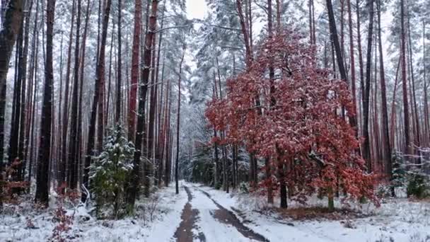 Snowy bos en voetpad. Luchtfoto van wilde dieren in Polen — Stockvideo