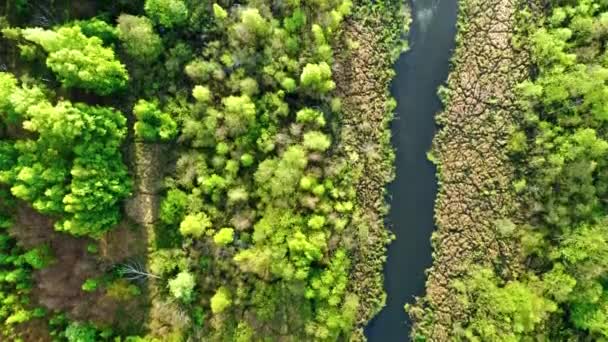 Зелений ліс і річка. Вид з повітря на дику природу (Польща). — стокове відео