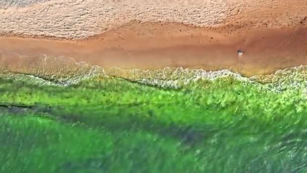 Playa con dunas, Mar Báltico. Vista aérea de la naturaleza, Polonia — Vídeo de stock