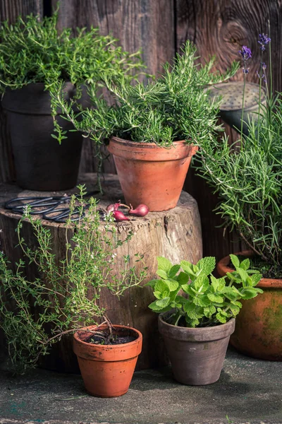 Rustic Garden Summer Afternoon Green Herbs Old Garden — Stock Photo, Image