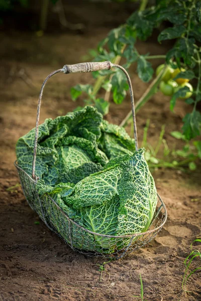 Green Cabbage Basket Dark Soil Rustic Garden Summer Afternoon — Stock Photo, Image